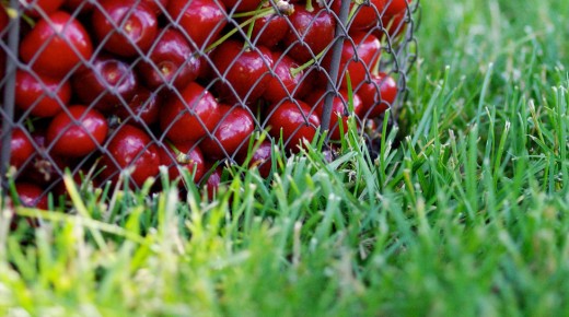 Confiture de cerises au romarin